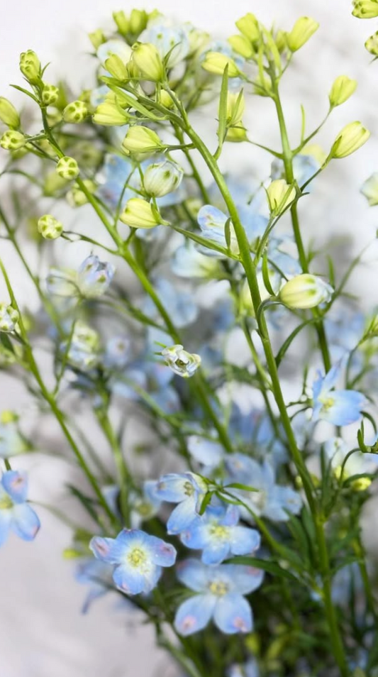 Delphinium 'Super Platinum Blue' 80 Seeds