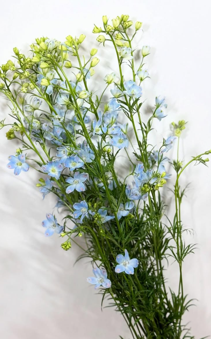 Delphinium 'Super Platinum Blue' 80 Seeds
