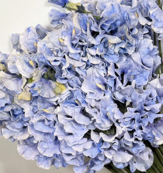 Lathyrus odoratus ( sweet pea ) Japan Series Vermeer 20 Seeds