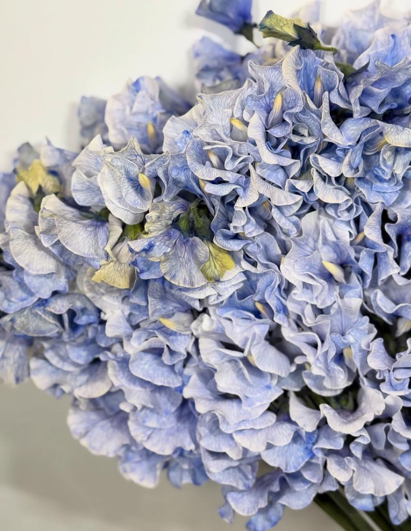 Lathyrus odoratus ( sweet pea ) Japan Series Vermeer 20 Seeds