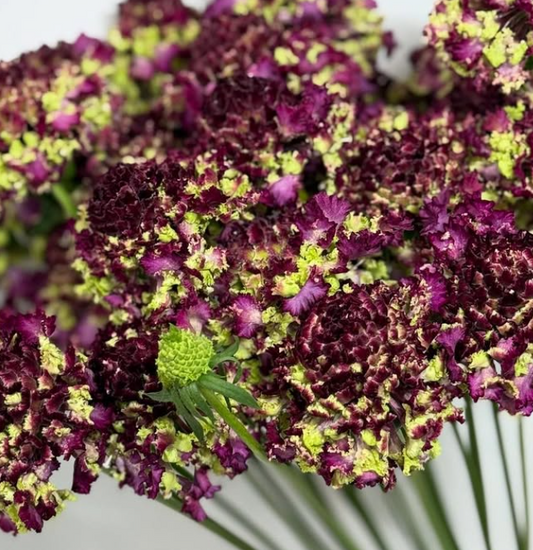 Scabiosa Fri Fri Lander 50 Seeds