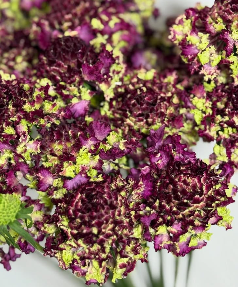 Scabiosa Fri Fri Lander 50 Seeds