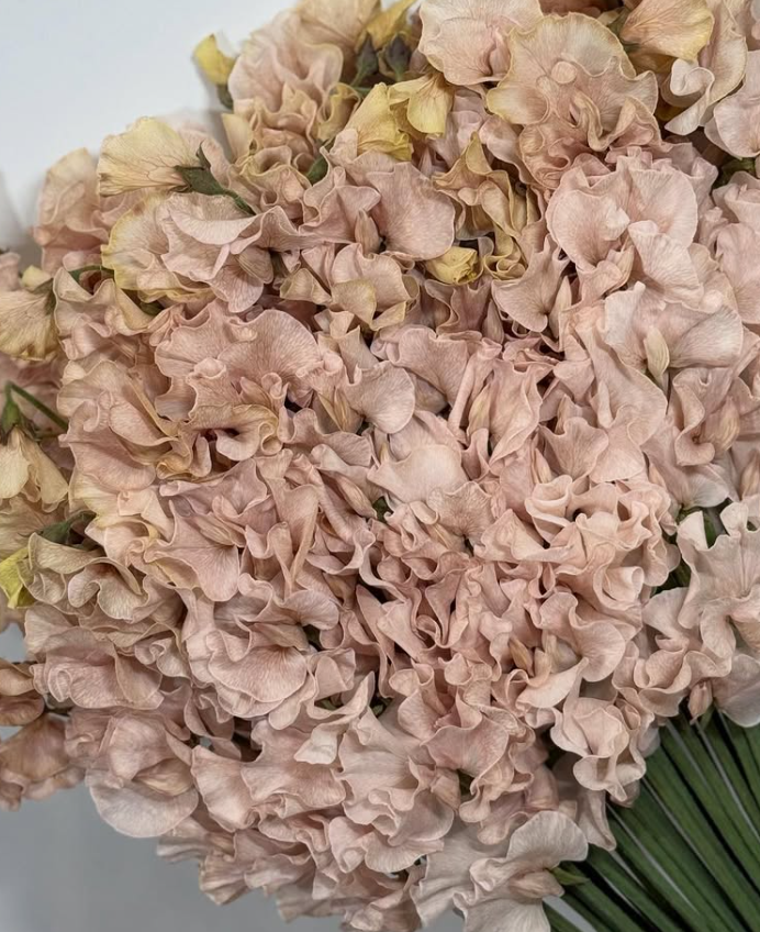 Lathyrus odoratus ( sweet pea ) Japan Series Shabby Brown 20 Seeds