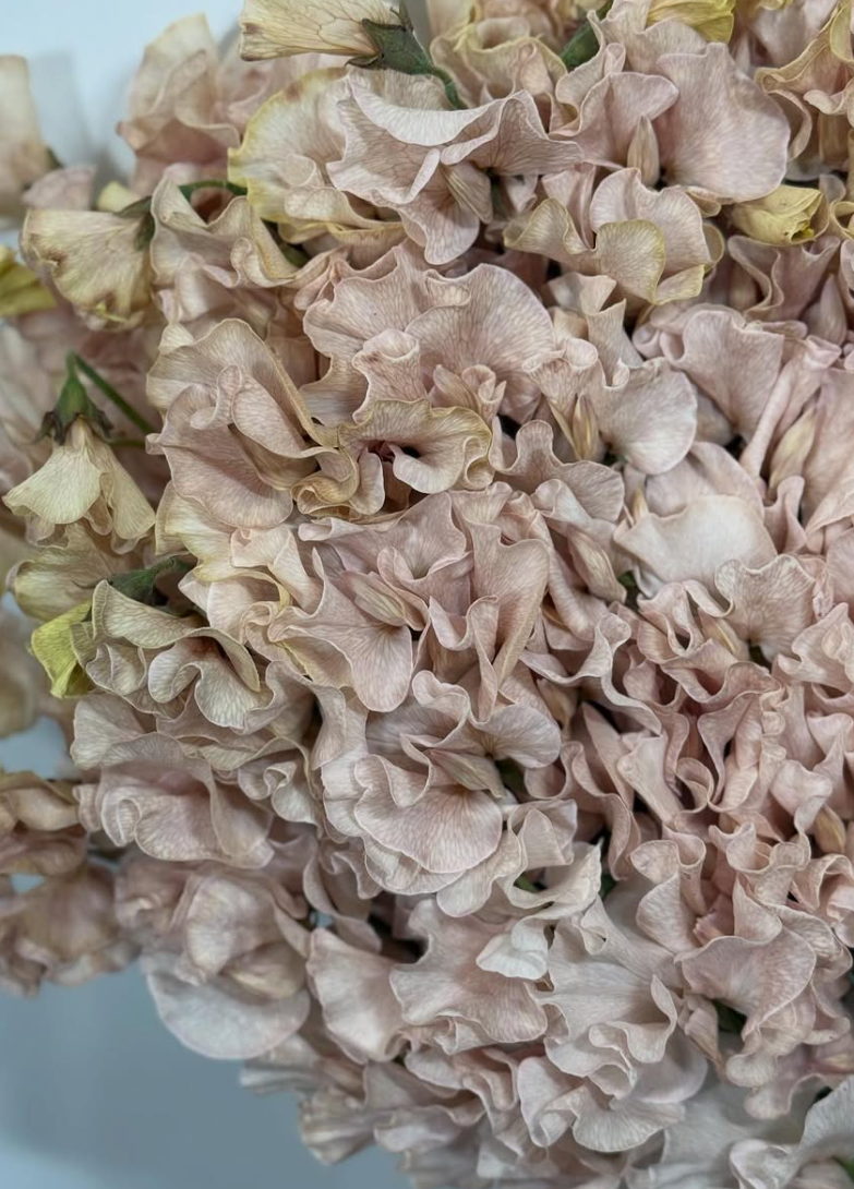 Lathyrus odoratus ( sweet pea ) Japan Series Shabby Brown 20 Seeds