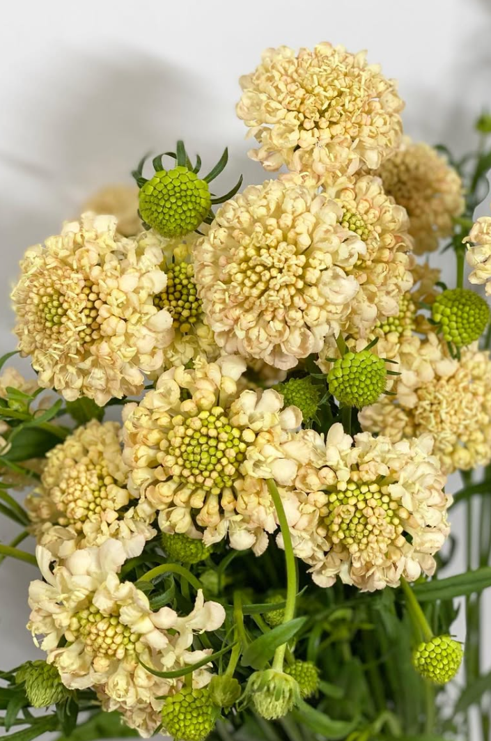 Scabiosa Apricot 50 Seeds