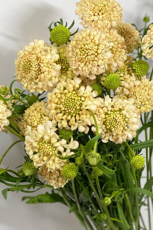 Scabiosa Apricot 50 Seeds