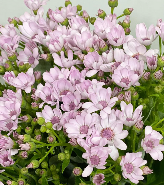 Pericallis Party Pink 50 Seeds