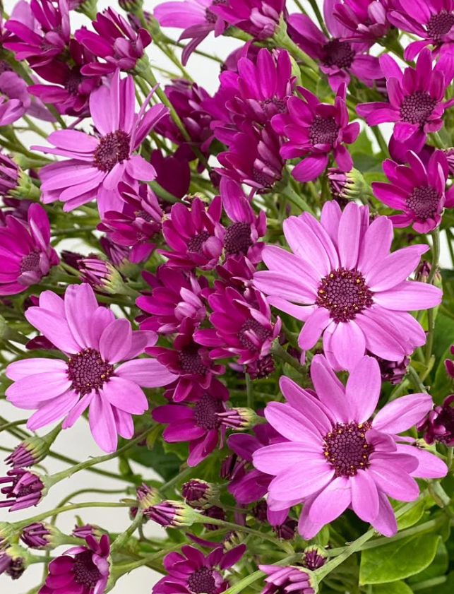 Pericallis Red Purple 50 Seeds