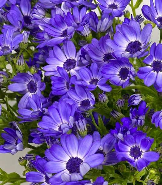 Pericallis Tia Sky 50 Seeds