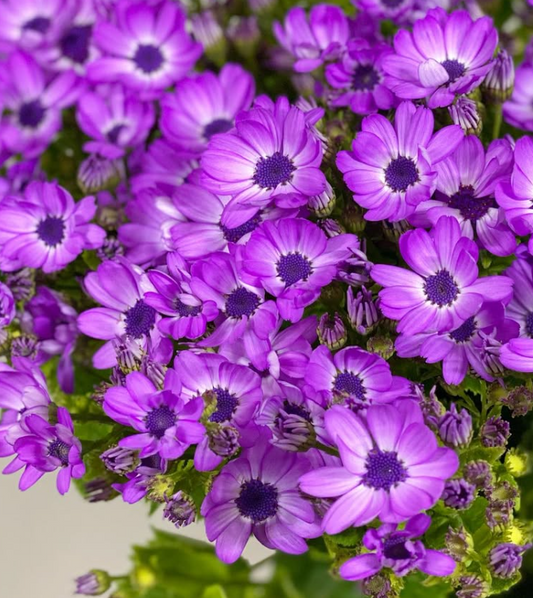 Pericallis Lilac 50 Seeds