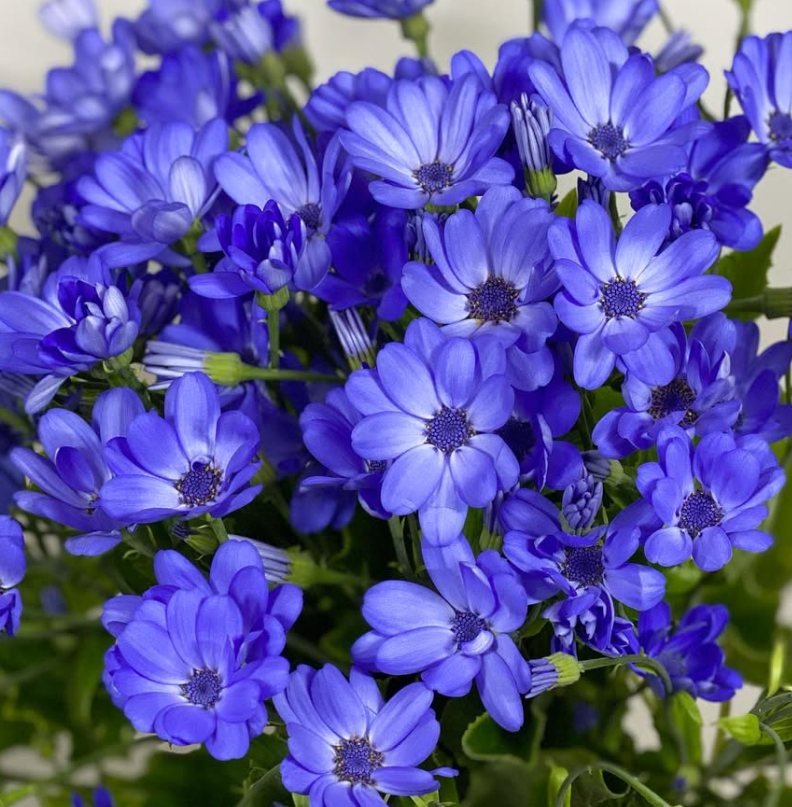 Pericallis Tia Blue Ocean 50 Seeds