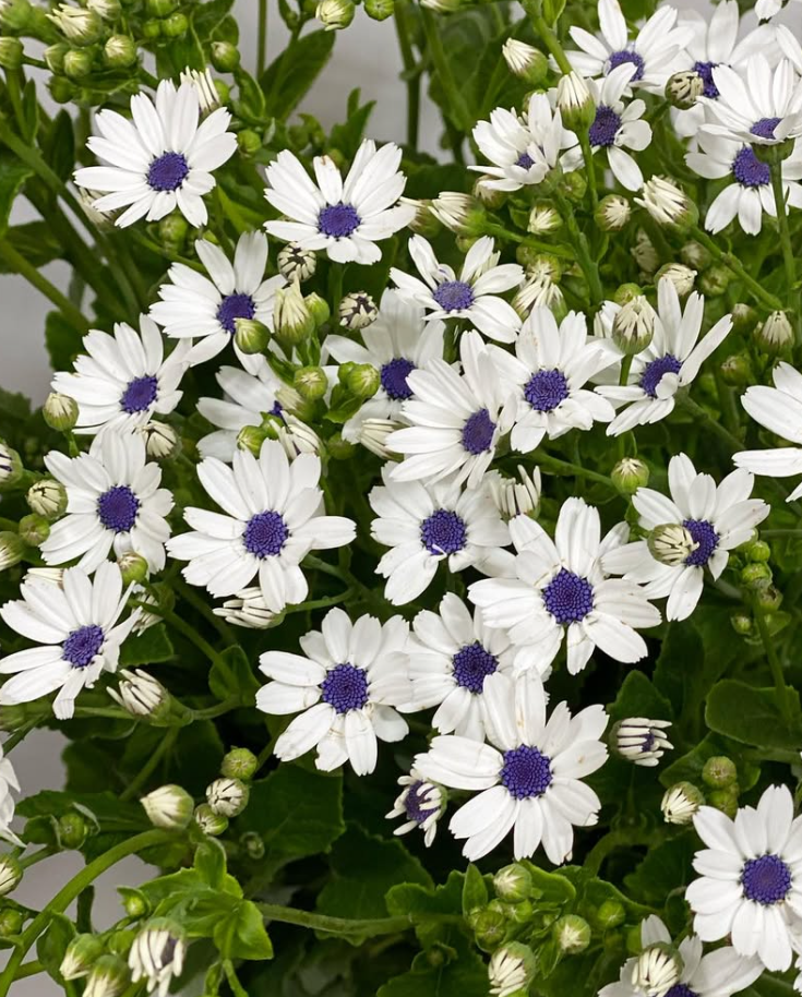 Pericallis Snow Blue Eye 50 Seeds