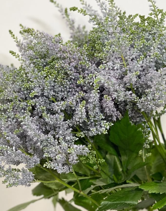 Astilbe 'Gray' 50 Seeds
