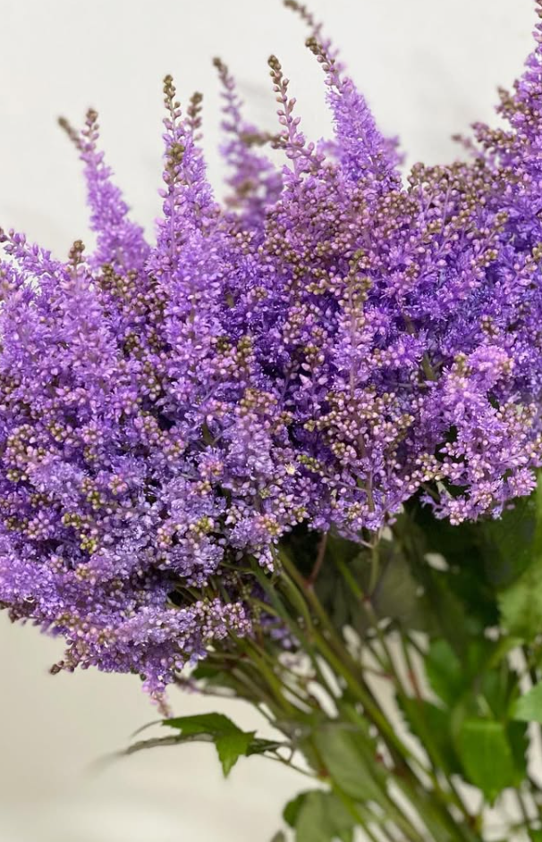 Astilbe 'Lavender' 50 Seeds