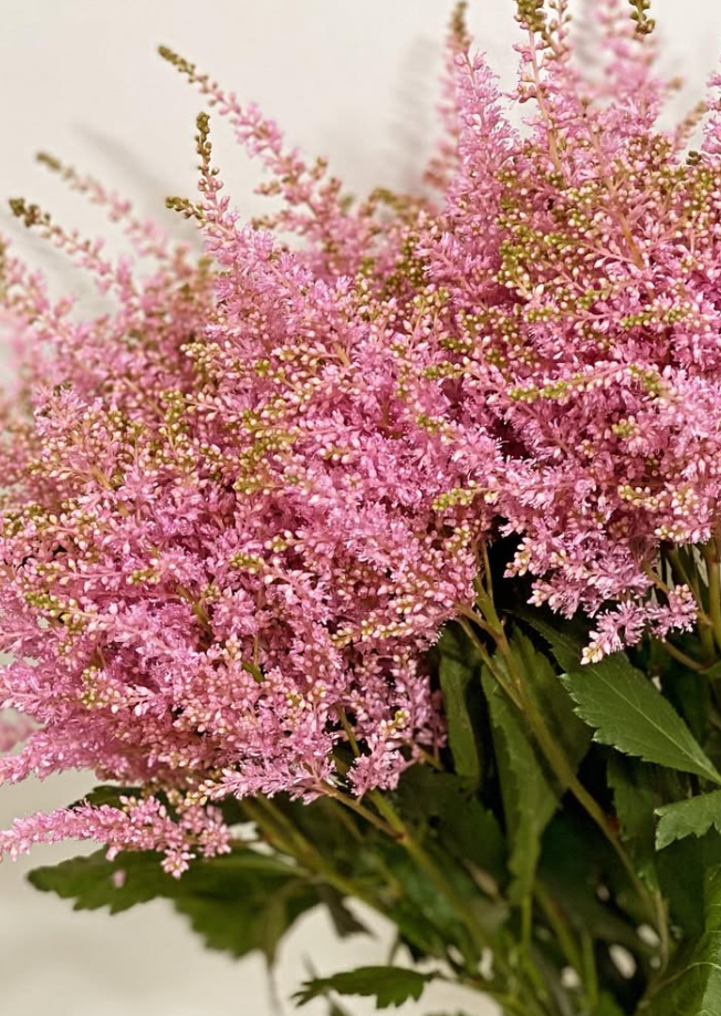 Astilbe 'Cherry Pink' 50 Seeds