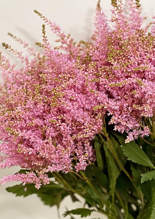Astilbe 'Cherry Pink' 50 Seeds