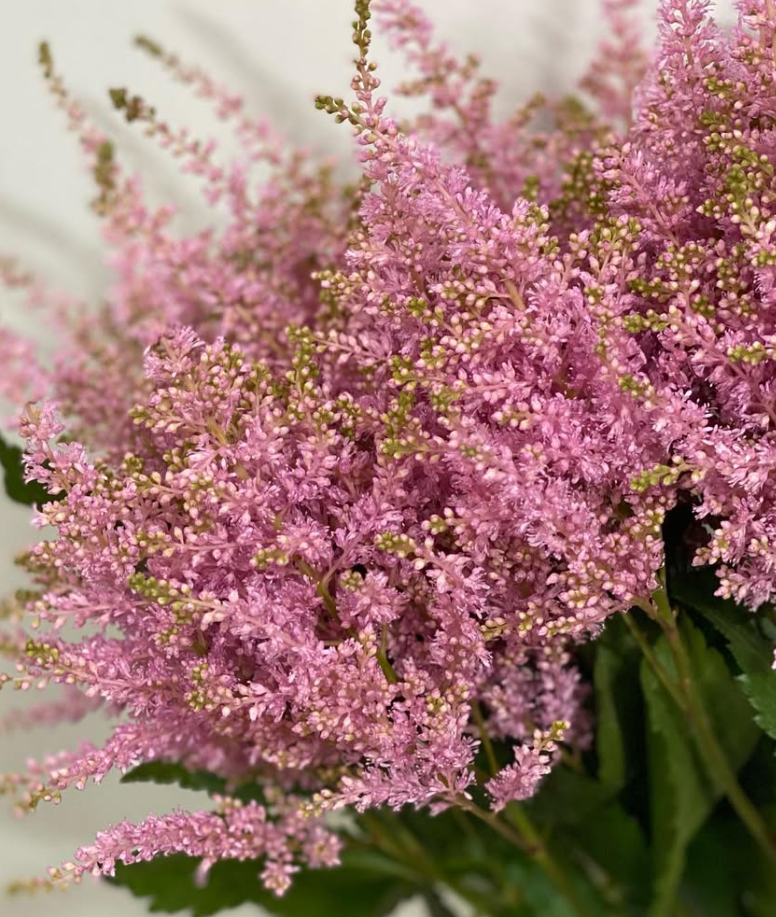 Astilbe 'Cherry Pink' 50 Seeds