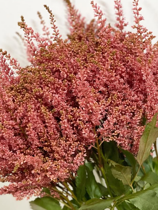 Astilbe 'Red' 50 Seeds