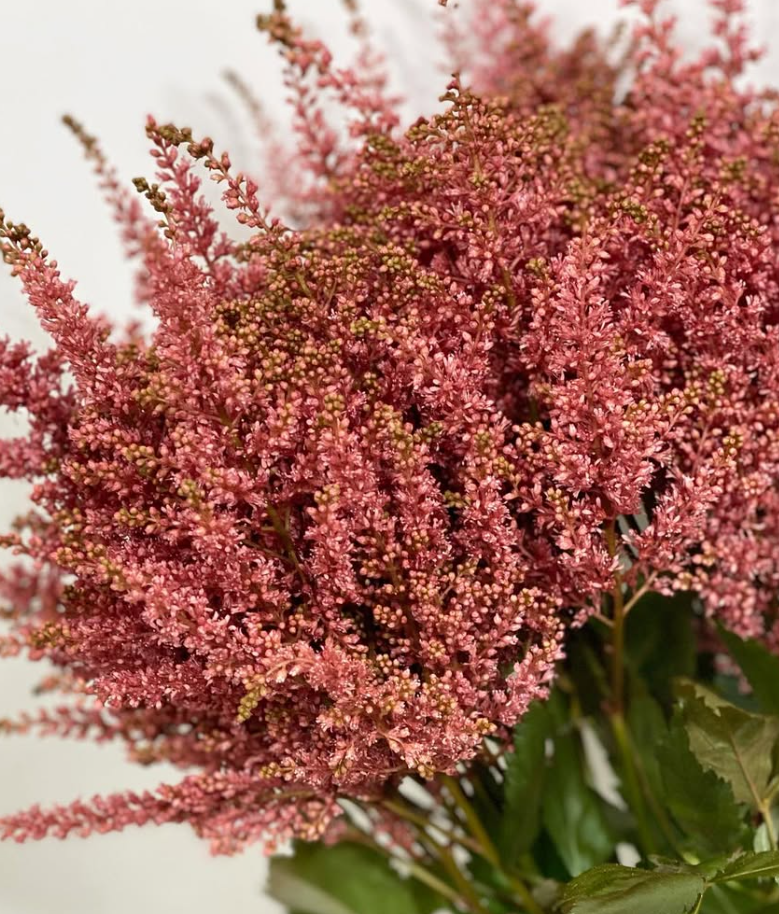 Astilbe 'Red' 50 Seeds