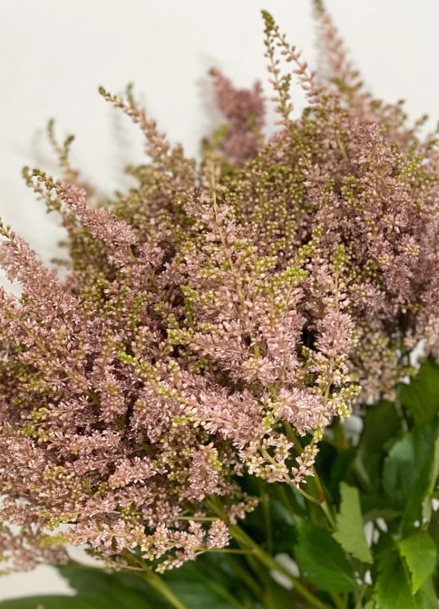 Astilbe 'Brown' 50 Seeds