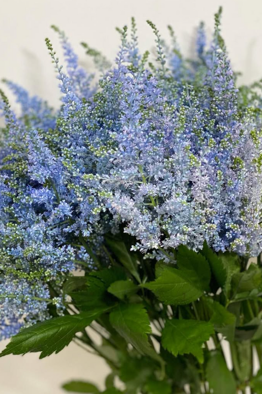 Astilbe 'Light Blue' 50 Seeds