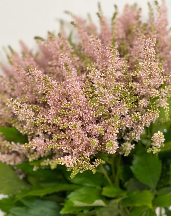 Astilbe 'Caramel' 50 Seeds
