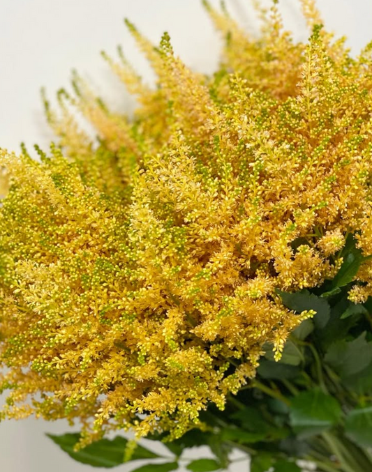 Astilbe 'Apricot' 50 Seeds