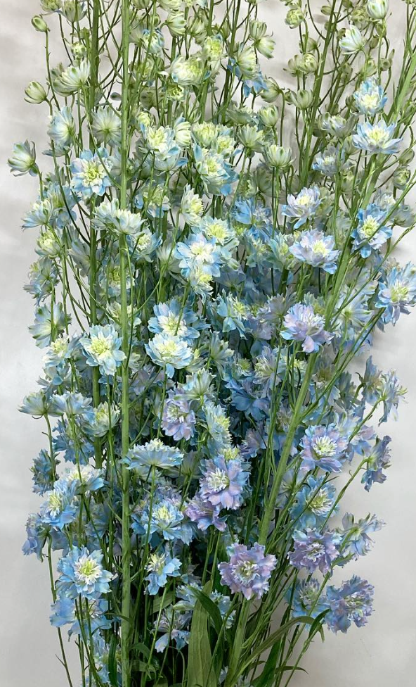 Delphinium 'Cosmo' 80 Seeds