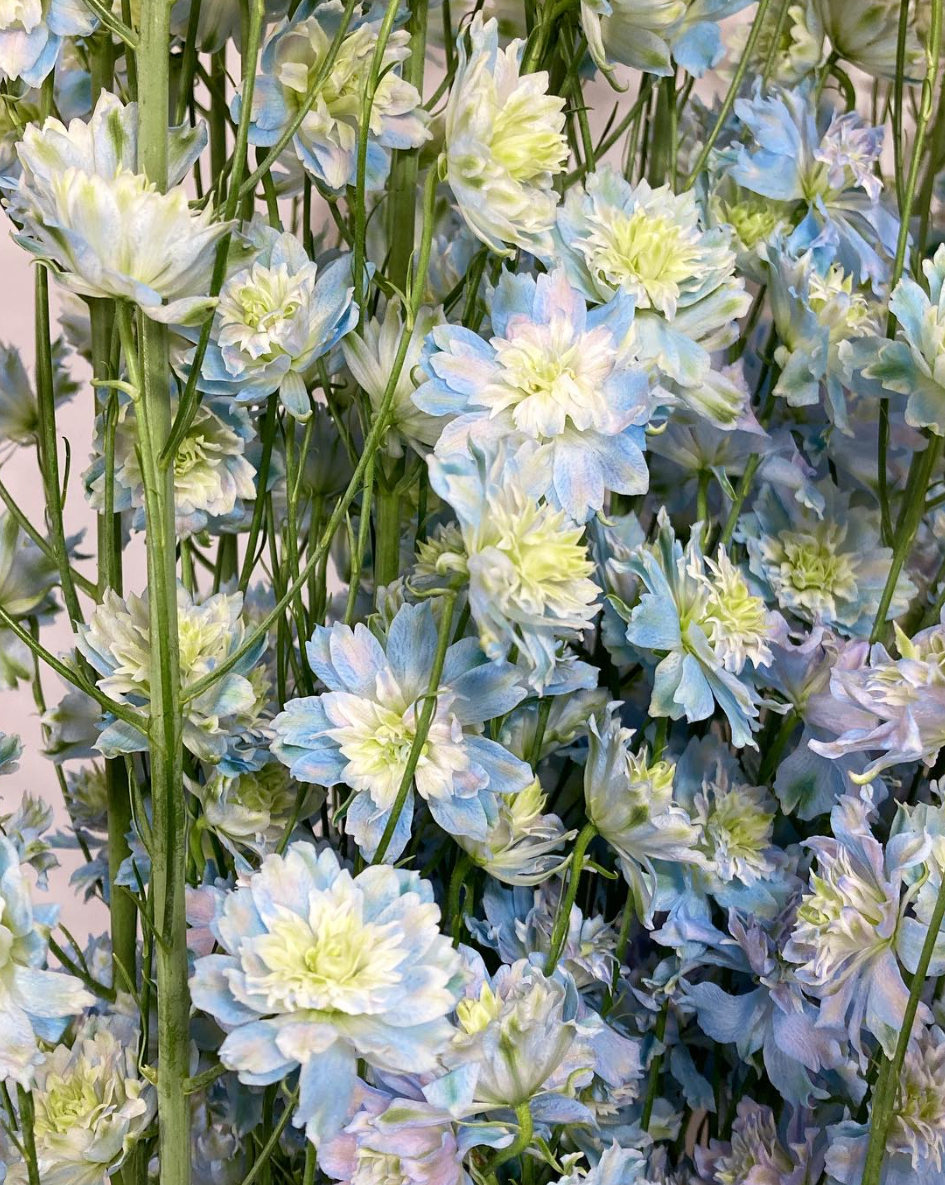 Delphinium 'Cosmo' 80 Seeds