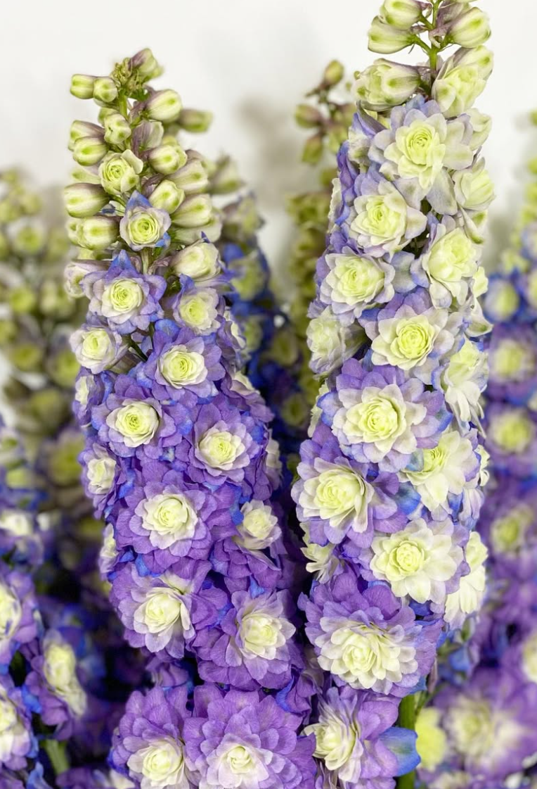 Delphinium 'Purple Surprise' 80 Seeds