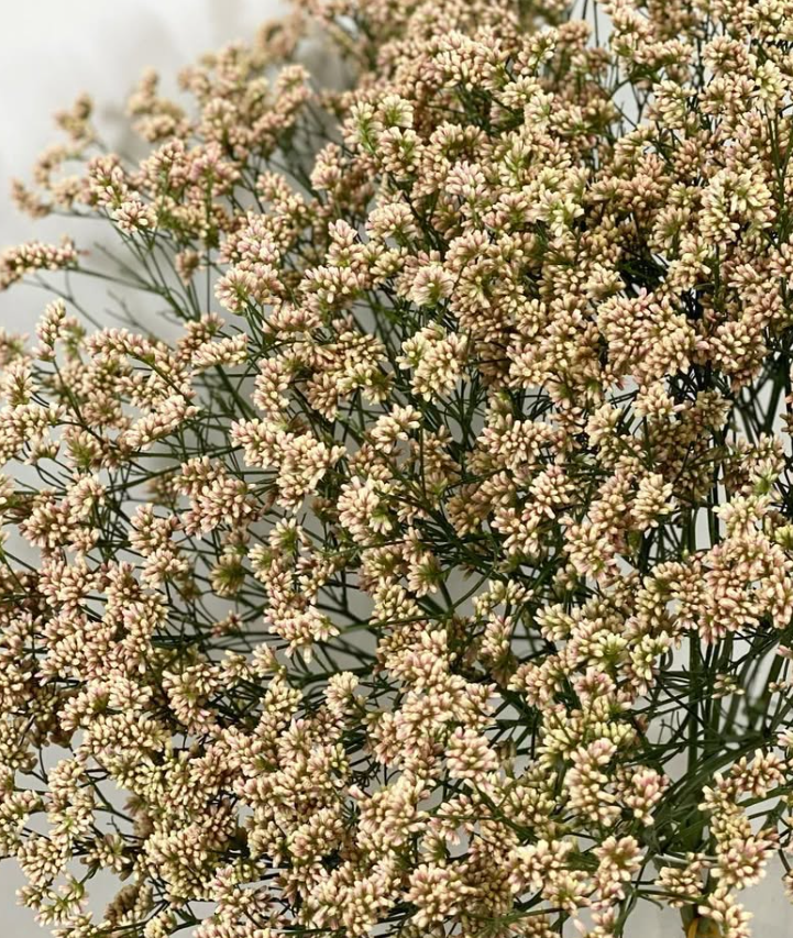 Limonium ’Camel’ 100 Seeds