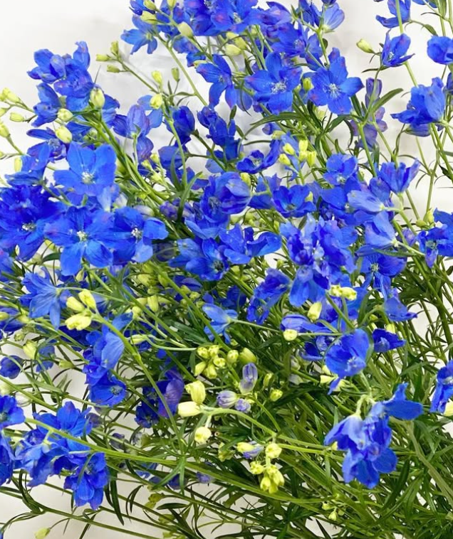 Delphinium 'Super Grand Blue Spray' 80 Seeds