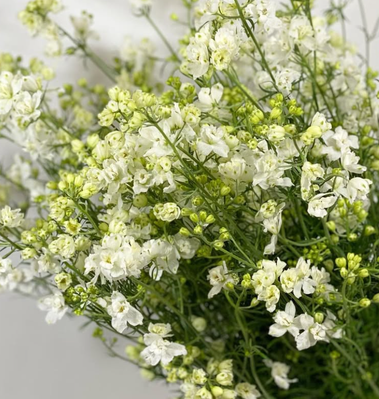 Delphinium 'Pixy White' 80 Seeds