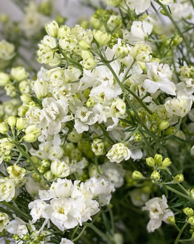 Delphinium 'Pixy White' 80 Seeds