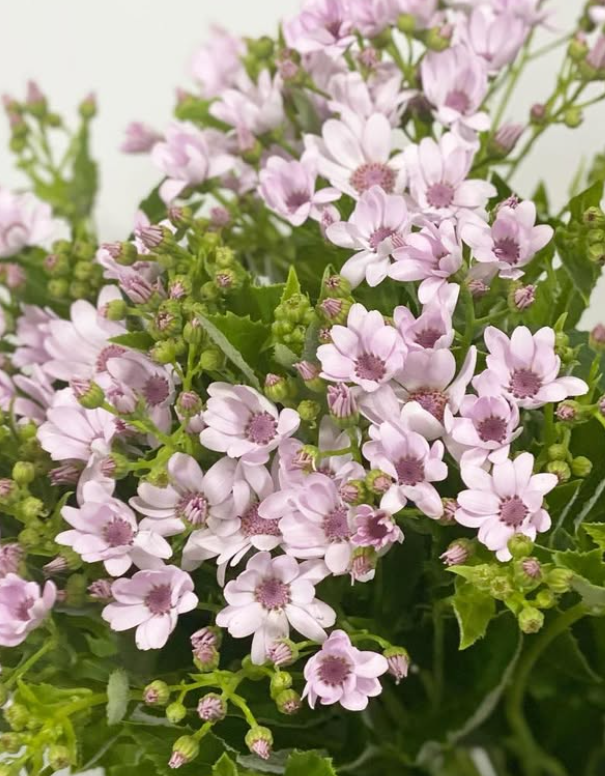Pericallis Tia Party Pink 50 Seeds