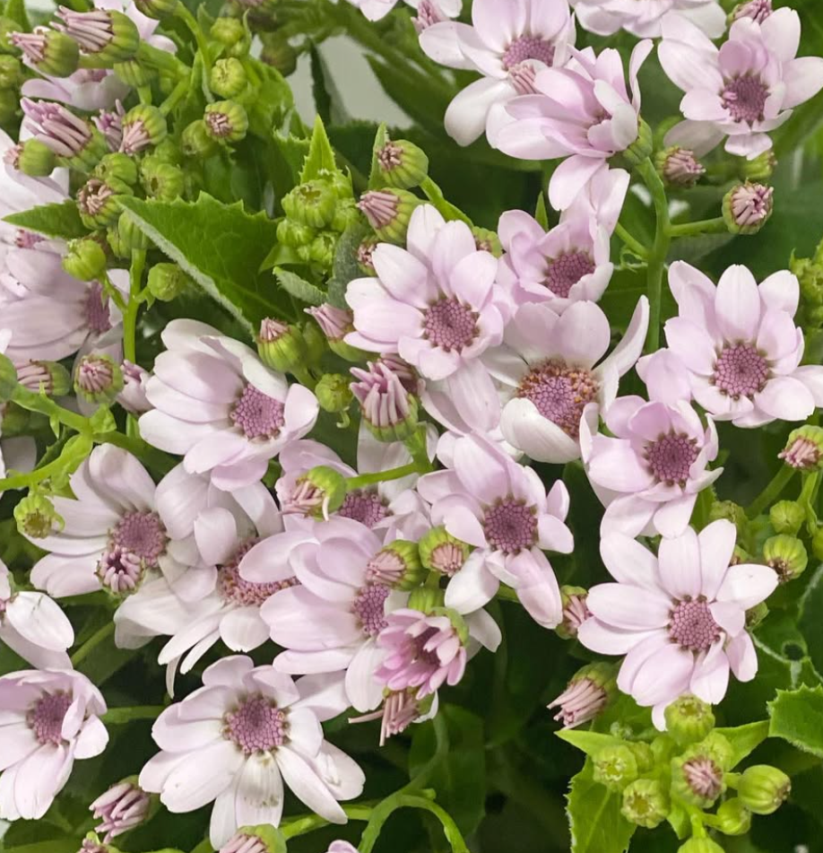 Pericallis Tia Party Pink 50 Seeds