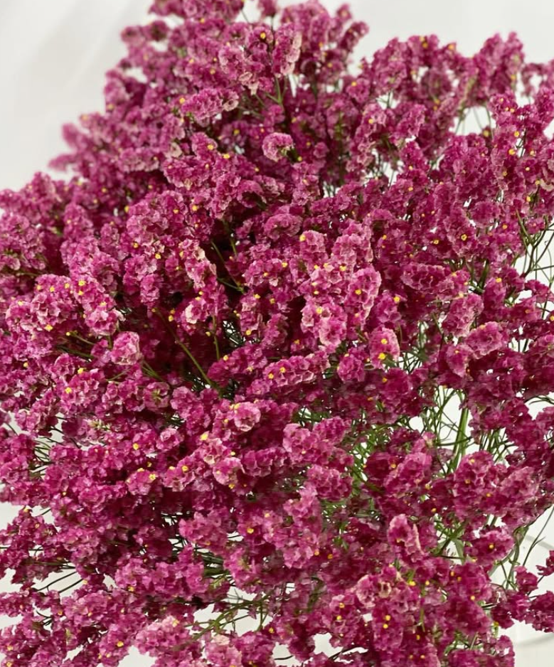 Limonium ’Denko Sekka’ 100 Seeds