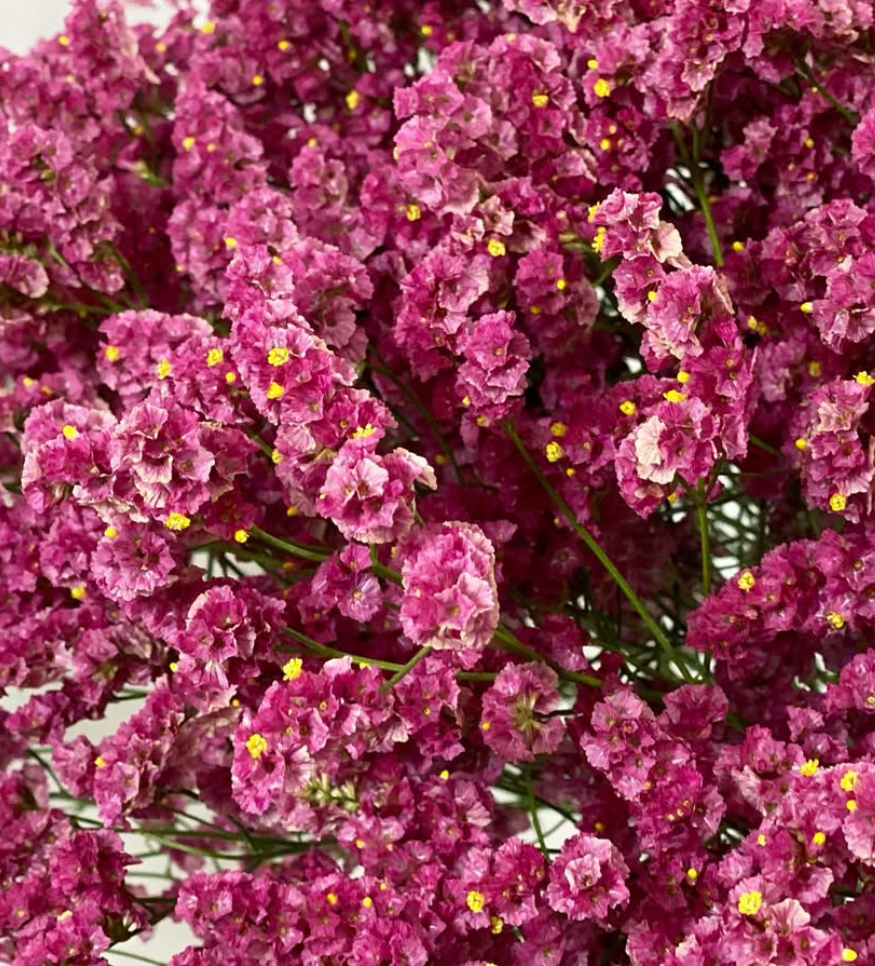 Limonium ’Denko Sekka’ 100 Seeds