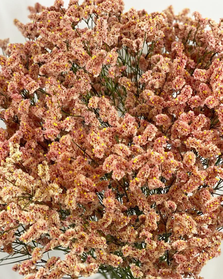 Limonium ’Kissho’ 100 Seeds