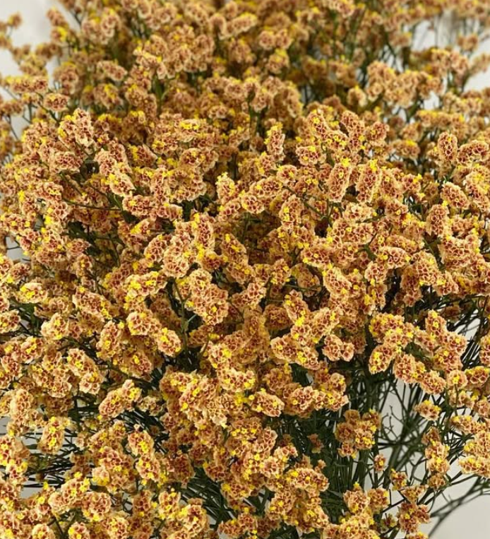 Limonium ’Southern cross’ 100 Seeds