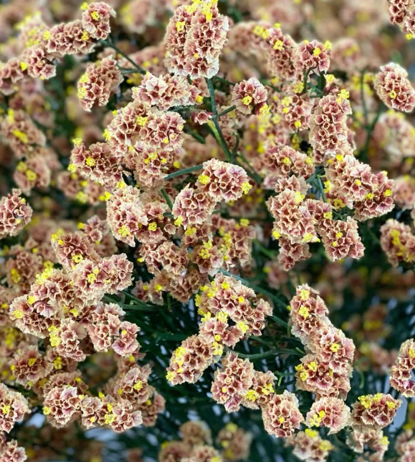 Limonium ’Southern cross’ 100 Seeds