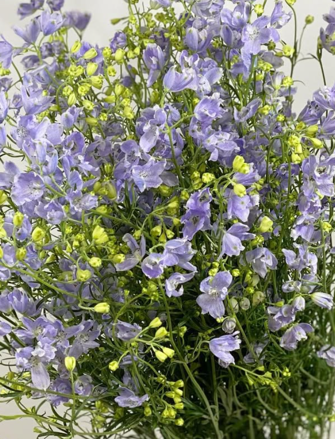 Delphinium 'Pastel Lavender spray' 80 Seeds