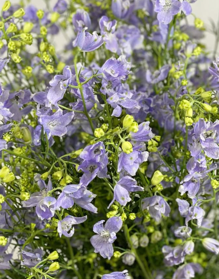 Delphinium 'Pastel Lavender spray' 80 Seeds