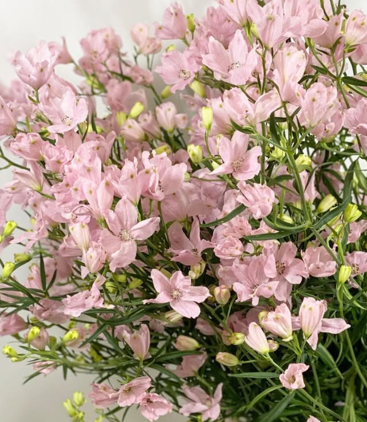 Delphinium 'Spray Pink' 80 Seeds