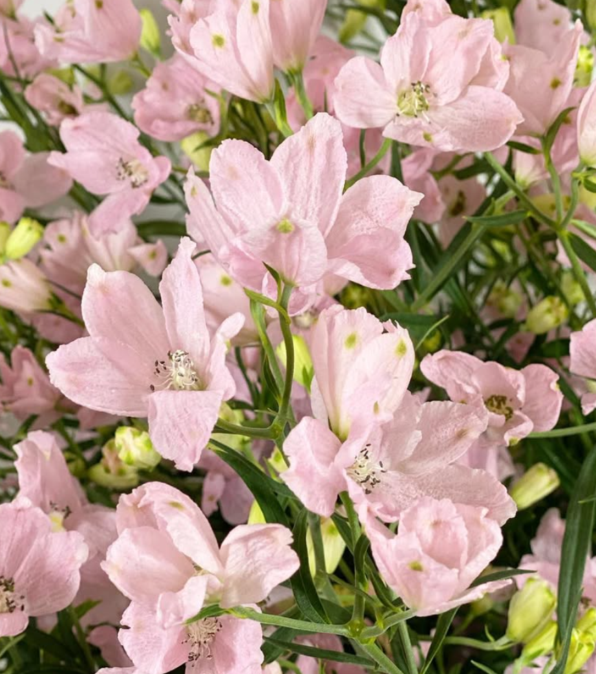 Delphinium 'Spray Pink' 80 Seeds