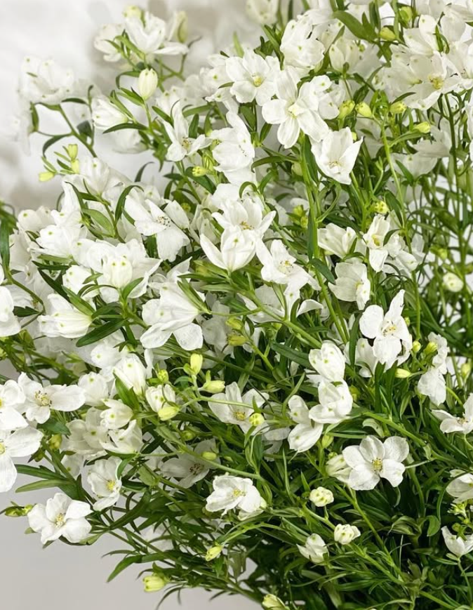 Delphinium 'Spray White' 80 Seeds