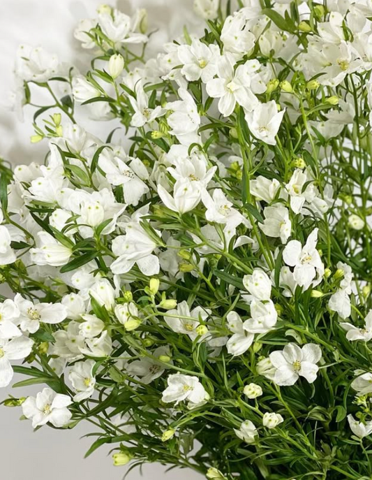 Delphinium 'Spray White' 80 Seeds