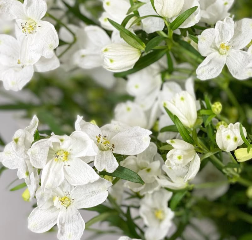 Delphinium 'Spray White' 80 Seeds