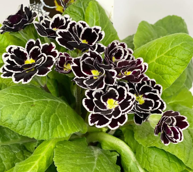 Primula ‘Velvet Dress’ 50 Seeds