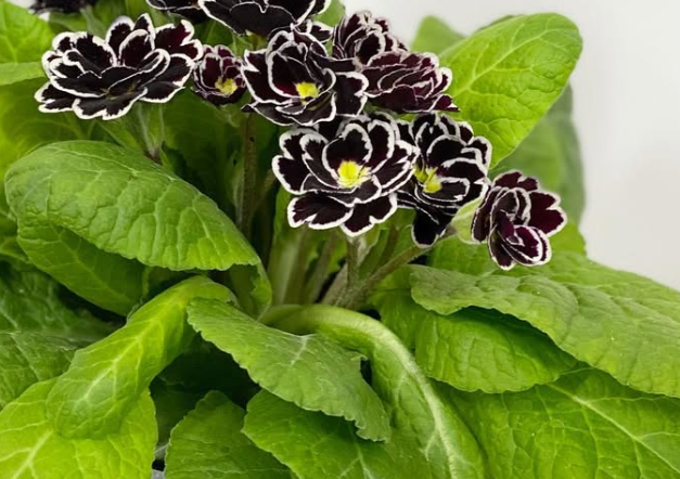 Primula ‘Velvet Dress’ 50 Seeds